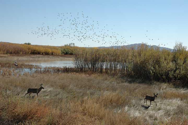 Mule Deer