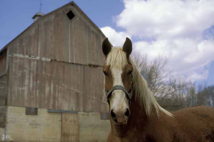 Belgian Horse