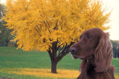 Ginkgo Tree with Dog