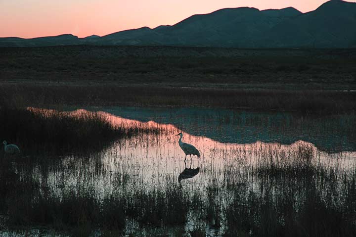 Sandhill Crane #1