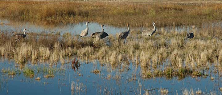 Sandhill Crane #2