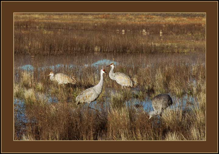 Sandhill Crane #3