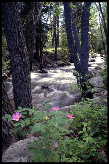 Crazy Woman Creek