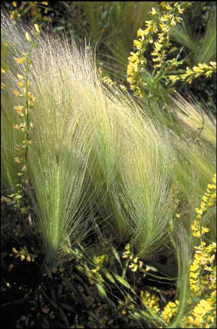 Dewy Grass