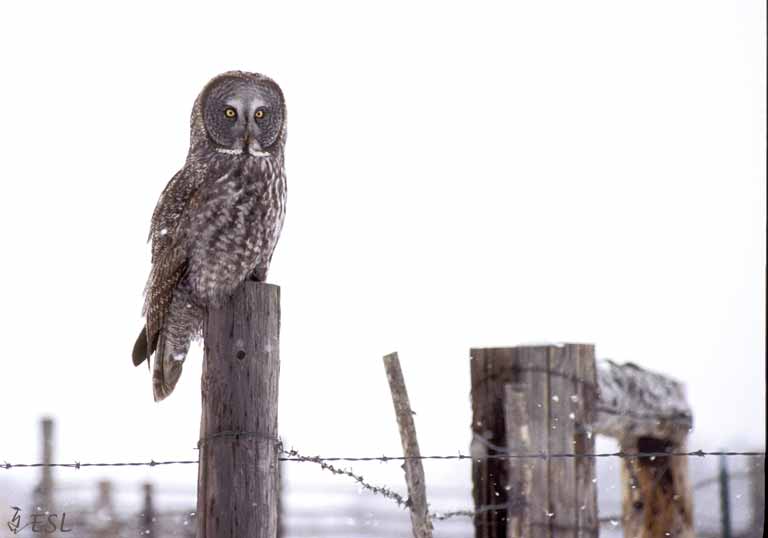 Great Gray Owl