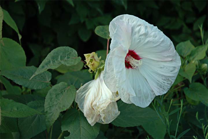 Hibiscus