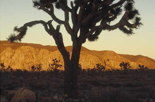 Joshua Tree #1