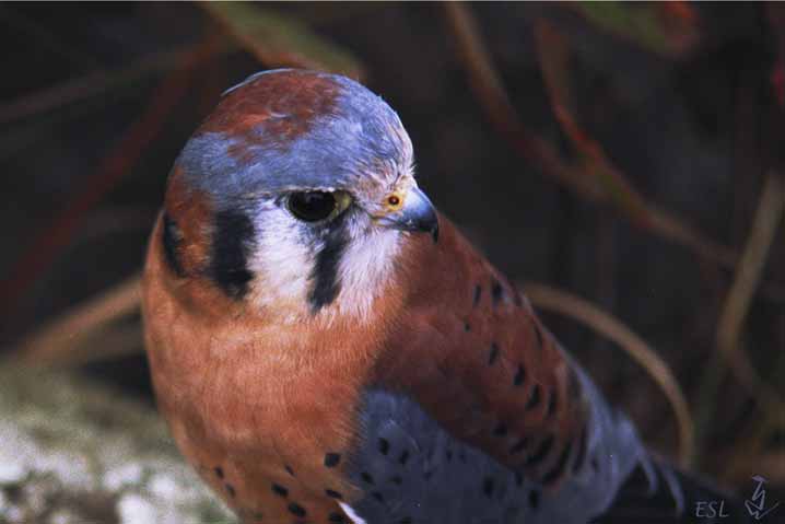 Kestrel