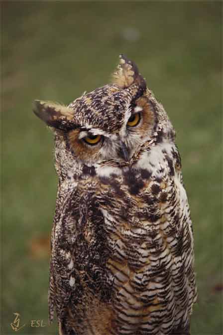 Long Eared Owl