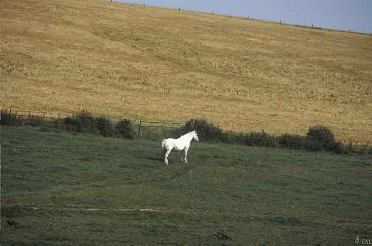 White Horse, Moonfleet