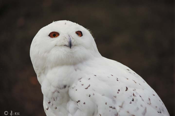 Snowy Owl