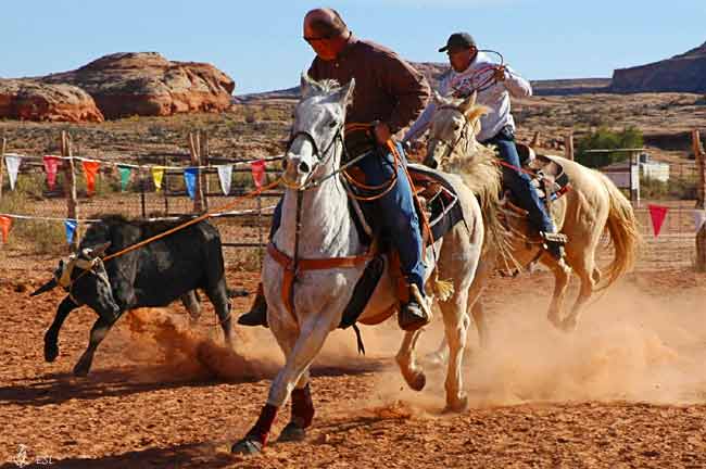 Team Roping #2