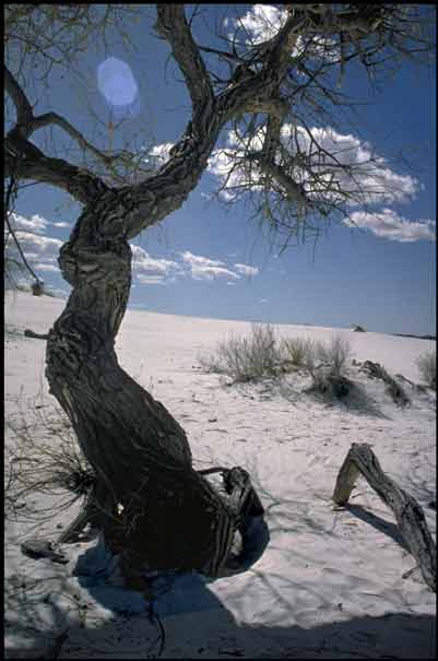 Tree, White Sands NM