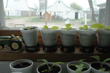 Young
                          Tobacco Plants